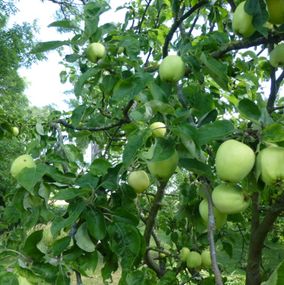 Smag på Møns æbler på din Pilgrimscykeferie på Møn
